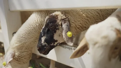 A flock of sheep standing eagerly in a wooden pen, waiting for food at the farm. Video stock 301677468