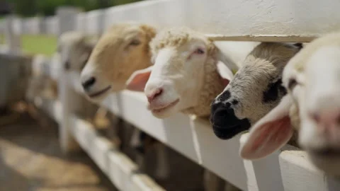 A flock of sheep standing eagerly in a wooden pen, waiting for food at the farm. Stock Footage 301677484