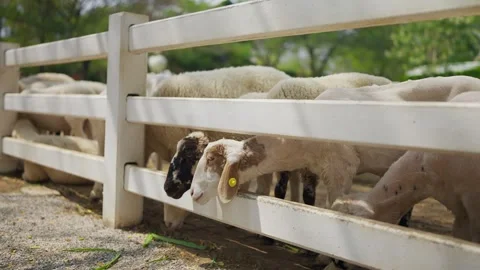 A flock of sheep standing eagerly in a wooden pen, waiting for food at the farm. Video stock 301677497
