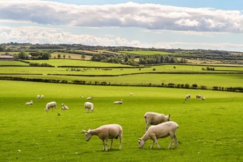 Flock of sheep standing in a field, with rolling hills in the background. Stock Photos