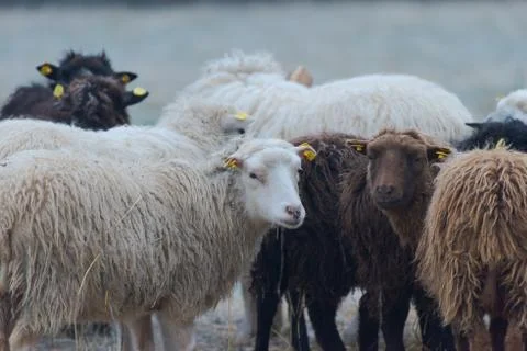Flock of sheep standing outside on range in winter Stock Photos