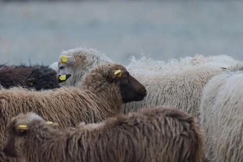 Flock of sheep standing outside on range in winter 스톡 사진