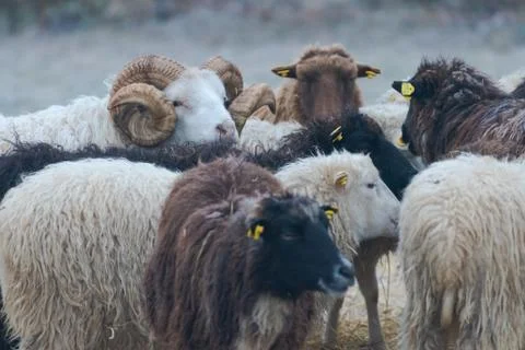 Flock of sheep standing outside on range in winter Stock Photos