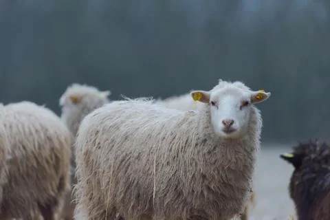 Flock of sheep standing outside on range in winter Stock Photos