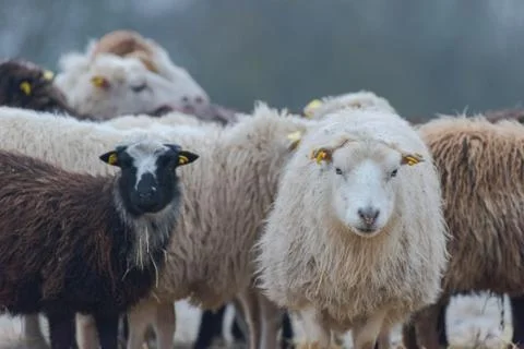 Flock of sheep standing outside on range in winter Stock-Fotos