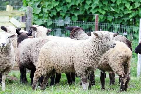 Flock Of Sheep Standing Together In Green Farm Pasture Looking Around Video stock 343657933