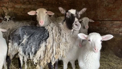 Flock of sheep stands in brick barn looking with curiosity Stock Footage 182848919