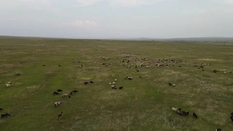 A flock of sheep in the steppe. Video stock 138262978