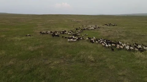 A flock of sheep in the steppe. Vidéo 138262983