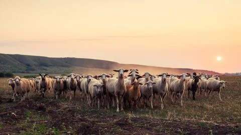 A flock of sheep stopped at sunset and looking at the camera. Stock Photos