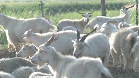 Flock of sheep in the sun Stock Footage 258188689