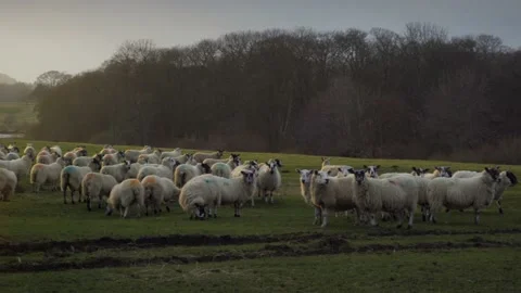 Flock of sheep sunlit on green field with hills in background Video stock 169048938