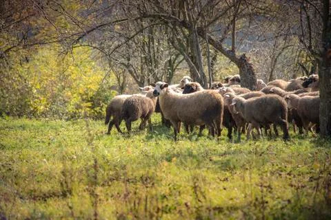 Flock of sheep on a sunny day Stock Photos