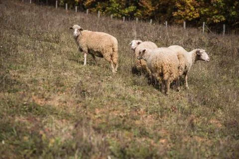 Flock of sheep on a sunny day Stock Photos