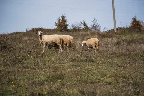 Flock of sheep on a sunny day Stock Photos