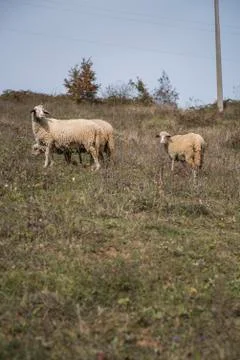 Flock of sheep on a sunny day Stock Photos
