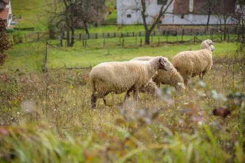 Flock of sheep on a sunny day Stock Photos