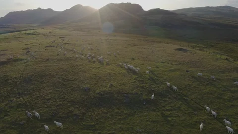Flock of sheep at sunrise 스톡 동영상 127498592