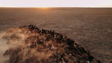 Flock of sheep on the sunset. Herd of sheep runs across the steppe raising Vídeos de archivo 234968112