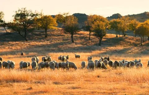Flock of sheep at sunset Stock Photos