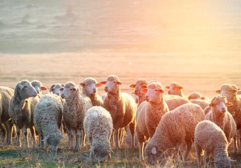Flock of sheep at sunset Stock Photos
