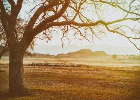 Flock of sheep at sunset Stock Photos