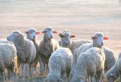 Flock of sheep at sunset Stock Photos