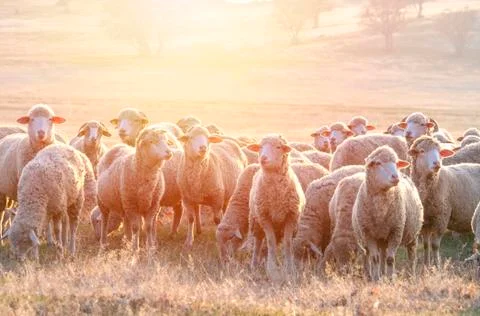 Flock of sheep at sunset Stock Photos