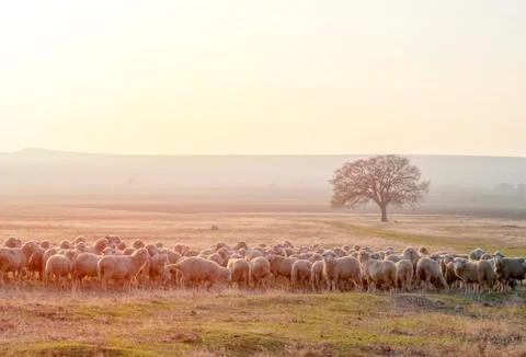 Flock of sheep at sunset Stock Photos