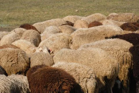 A flock of sheep, their backs visible Stock Photos