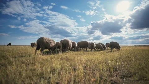 Flock of sheep with thick wool on a pasture. Crowd of rams and lambs in a meadow Stock-Footage 141359040