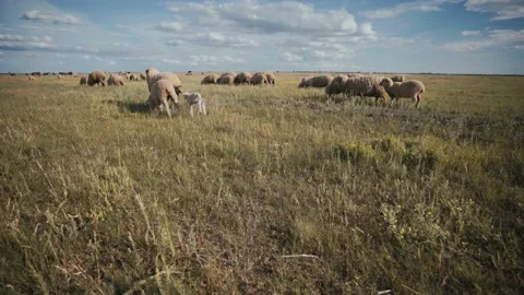 A flock of sheep with thick wool on a pasture. Crowd of rams and lambs. Stock Footage 152941651
