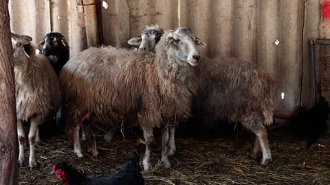 Flock of sheep with thick wool standing in a barn, showing gradual movement and Stock Footage 336065109
