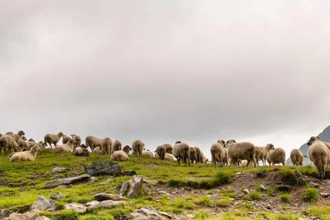 Flock of Sheep on top of Mountain Range Foto stock