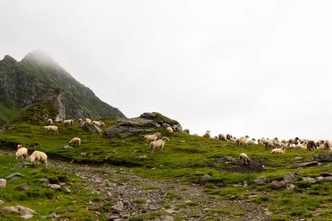 Flock of Sheep on top of Mountain Range Stock Photos