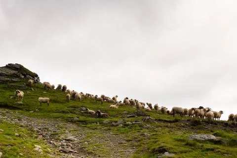 Flock of Sheep on top of Mountain Range Stock Photos
