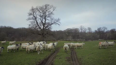 Flock of sheep on tractor tracks in farm Video stock 169048950