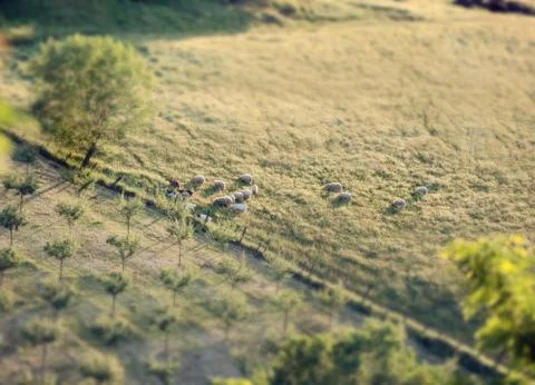 Flock of sheep in a Tuscan hill with tilt and shift effect Stock Photos