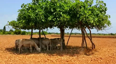 Flock of sheep under a fig tree shadow in formentera Ibiza island Stock Footage 11375000