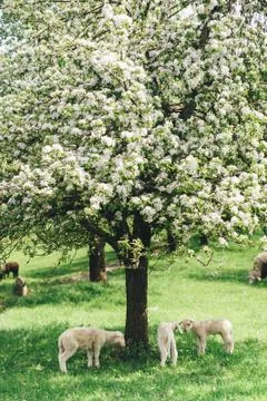 Flock of Sheep under a Tree Stock Photos