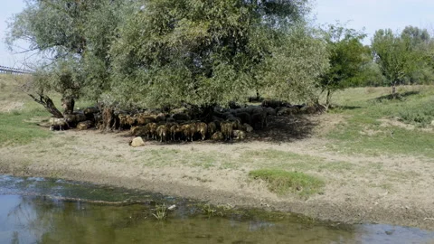 A flock of sheep under a tree by the river on a hot summer day Stock Footage 139405325
