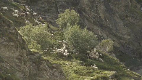 Flock of sheep in the valley Video stock 79853684