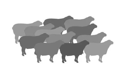 Flock of sheep vector silhouette illustration isolated イラスト素材
