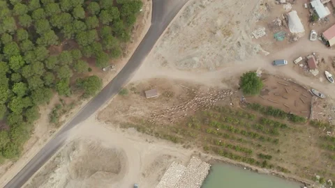Flock of sheep, view from above. Stock Footage 131367785