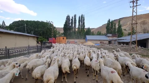 Flock of sheep in the village 2 Stock Footage 294045307