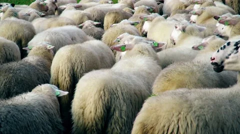 Flock of sheep waiting Stock Footage 62118491