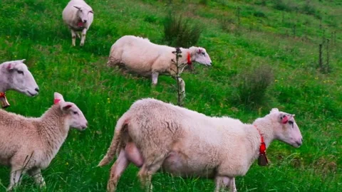 A flock of sheep walk through a green field. Domestic animal. Stock Footage 197341512