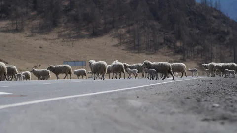 A flock of sheep is walking across the road. Autumn pasture of domestic animals. Stock Footage 242394891
