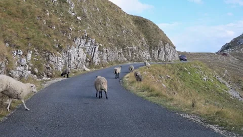 Flock of sheep walking along a paved mountain road in a rural area. Video stock 347228146