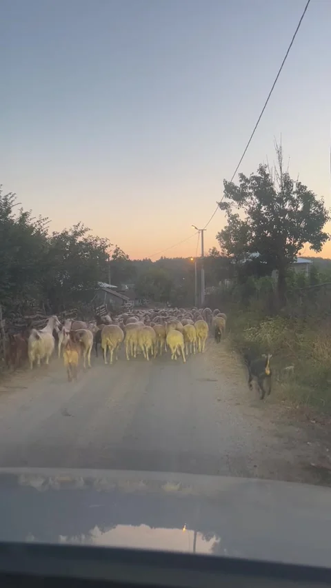 Flock of Sheep Walking Along a Rural Road at Sunset Stock Footage 345023168